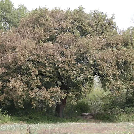 Casa La Gorga בית נופש קאלי